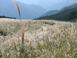 ��������̍�