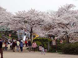 ��������̍�