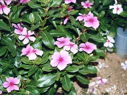 ��������̍�